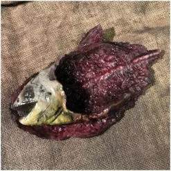 Other Rotted Fish Prop