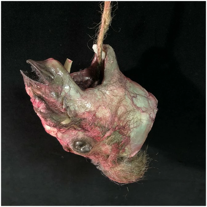 Other Skinned Animal Head Prop 1 Other Skinned Animal Head Prop