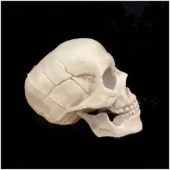 Other Life Size Skull With Moveable Jaw -Halloween Gear Sales 3 life size skull moveable jaw halloween