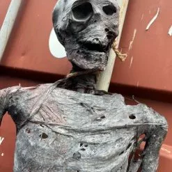 Other Corpsed Life Size Skeleton 16 Other Corpsed Life Size Skeleton -Halloween Gear Sales 4 life size corpsed skeleton prop