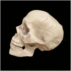 Other Life Size Skull With Moveable Jaw