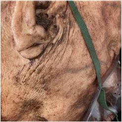 Other Silicone Severed Head Clarence, Patient -Halloween Gear Sales 5 clarence patient silicone severed head horror prop