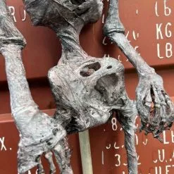 Other Corpsed Life Size Skeleton 17 Other Corpsed Life Size Skeleton -Halloween Gear Sales 5 life size corpsed skeleton prop