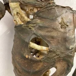 Other Deluxe Corpsed Rotten Skeleton Mummified -Halloween Gear Sales corpsed skeleton mummified life size