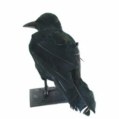 Other Black Feathered Raven Prop -Halloween Gear Sales crow3