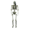 Other Life Size Skeleton With Moving Digiteyes