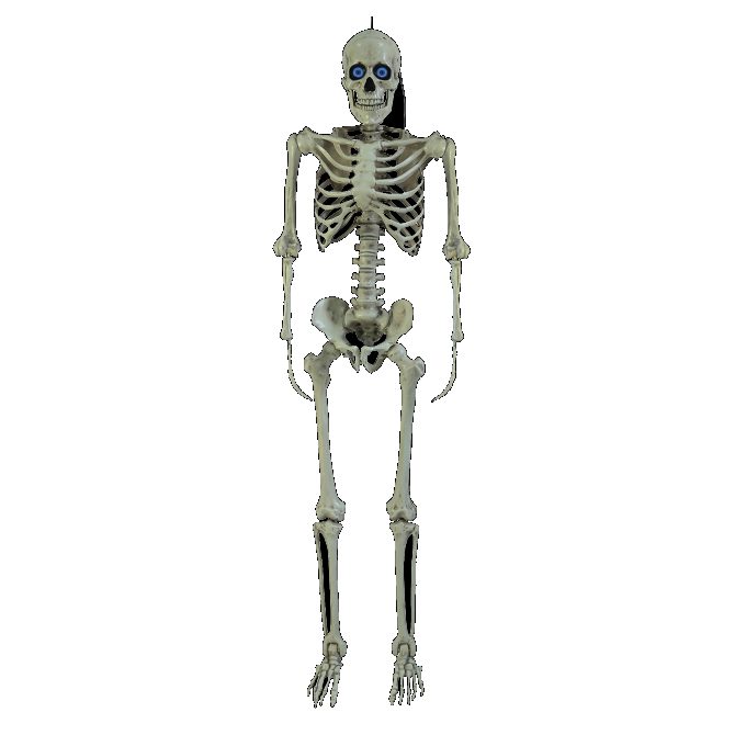 Other Life Size Skeleton With Moving Digiteyes 1 Other Life Size Skeleton With Moving Digiteyes