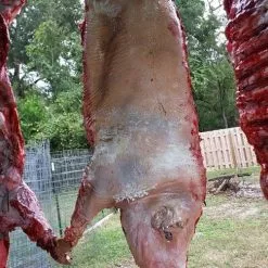 Other Life Size Half Pig -Halloween Gear Sales icm fullxfull.479726957 oonu4157etwo8ccwo4s4