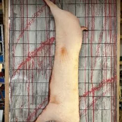 Other Life Size Pig Carcass -Halloween Gear Sales img 8482