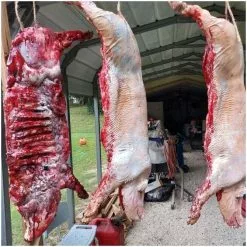 Other Life Size Half Pig