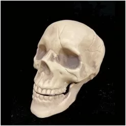 Other Life Size Skull With Moveable Jaw -Halloween Gear Sales life size skull moveable jaw halloween