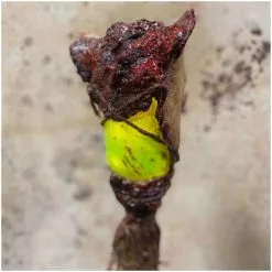 Pumpkin Pulp Pig Swamp Stick -Halloween Gear Sales pumpkin pulp swamp stick pig 4