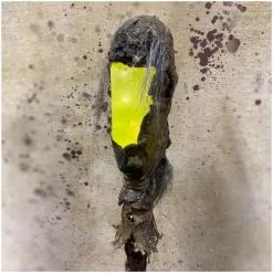 Pumpkin Pulp Shrunken Head Swamp Stick -Halloween Gear Sales pumpkin pulp swamp stick shrunken head 5