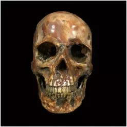 Other Deluxe Resin Skull 6 Other Deluxe Resin Skull -Halloween Gear Sales resin skull 3