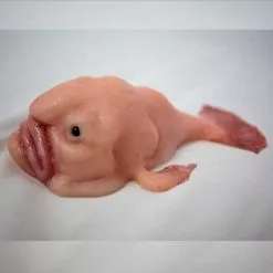 Savage Silicone Blobfish Silicone Prop -Halloween Gear Sales savage silicone blob fish 5