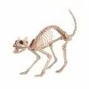 Other Skeleton Cat