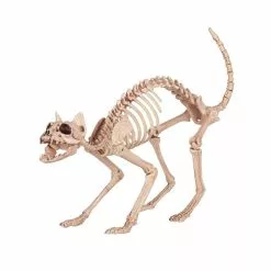 Other Skeleton Cat