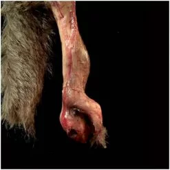 Mad About Horror Skinned Squirrel -Halloween Gear Sales skinned squirrel prop 2