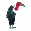 Other Black Feathered Vulture