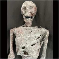 Other Corpsed Life Size Skeleton