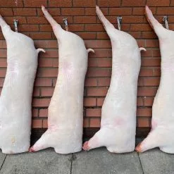 Other Life Size Pig Carcass -Halloween Gear Sales whatsapp image 2022 09 27 at 10.41.19